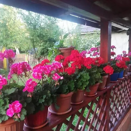 Homestay Casuta Din Padure De La *